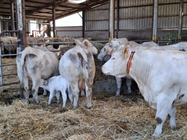 Adapté aux nurseries et aux stabulation